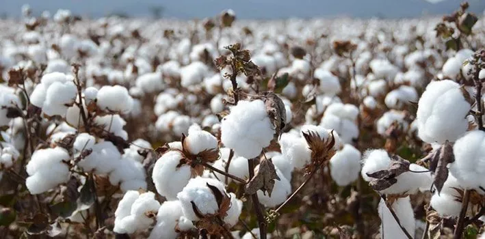 Why Organic Cotton is Important