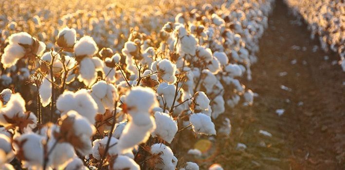 damages of non-organic cotton