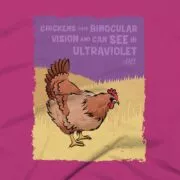 Chickens Clothing Design #FACT - Close Up - Berry