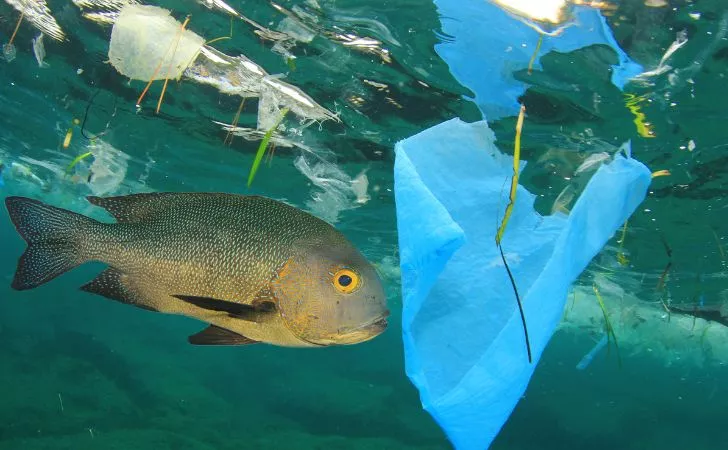 Fish swimming near plastic bags